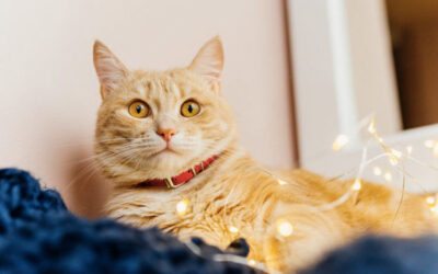 Nový maskot kocour Jerry